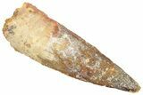 Fossil Spinosaurus Tooth - Real Dinosaur Tooth #322292-1